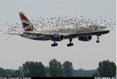 choque_aves